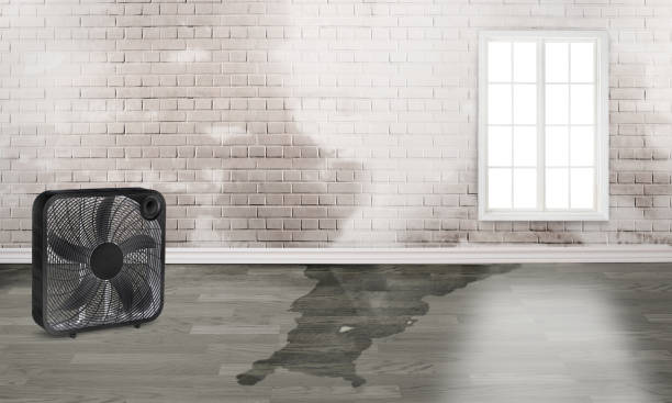 Best Professional water damage repair  in Luling, TX